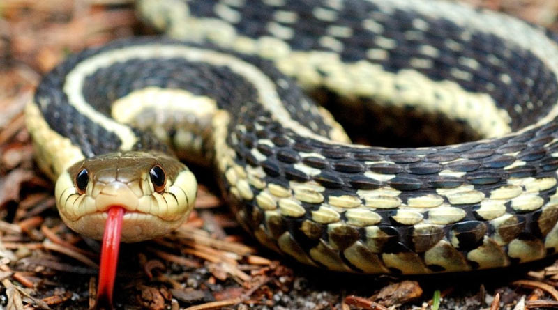 Snake bites expert rescuer after he tried to put it into a jar in Jalpaiguri
