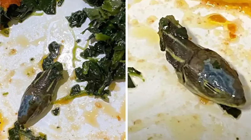 A Cabin crew claims they found a 'severed snake head' in their flight meal