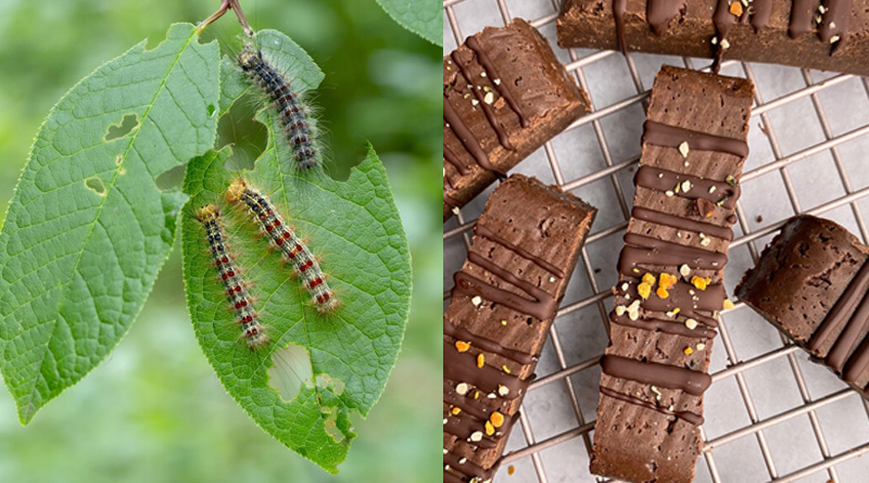 South African chemical engineer turning caterpillar into chocolate। Sangbad Pratidin