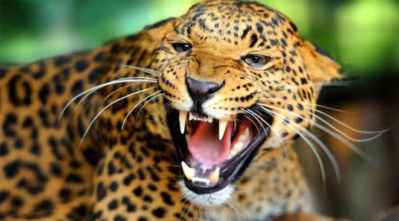 Man pulls leopard by tail, viral clip angered netizens। Sangbad Pratidin