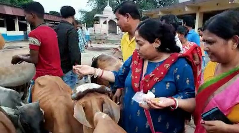 BJP Yuva Morcha expresses happiness after Anubrata Mondal arrested by feeding cows in Bankura | Sangbad Pratidin