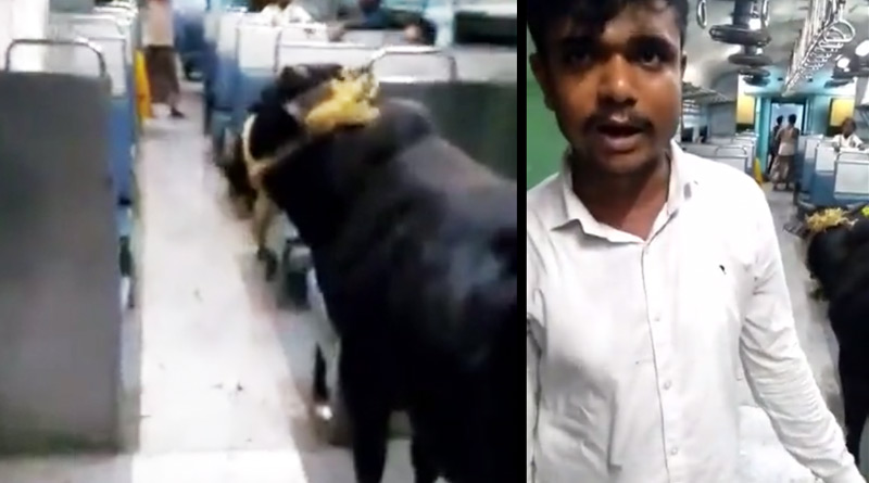 Ox riding train in Bihar, video goes viral | Sangbad Pratidin