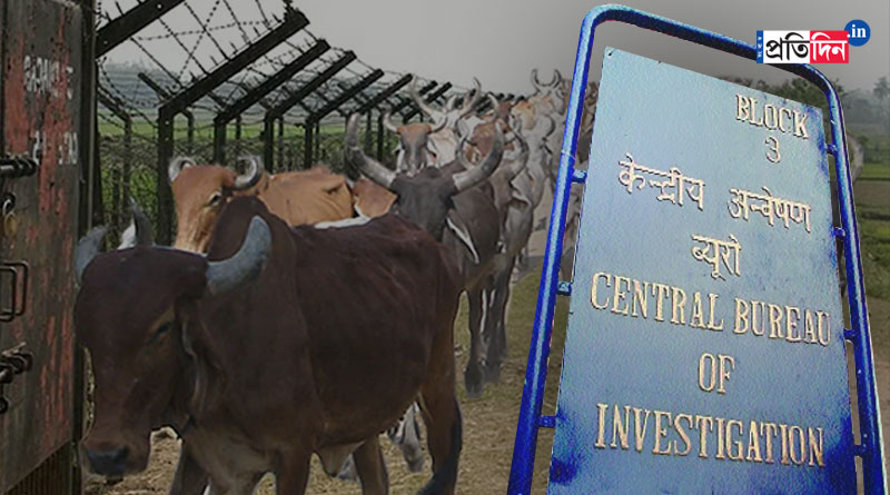 CBI to investigate further about cattle smuggling after finding Bangladesh link | Sangbad Pratidin