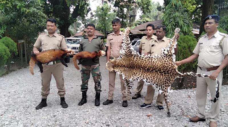 One leopard skin and two red panda skins were seized from Jalpaiguri | Sangbad Pratidin