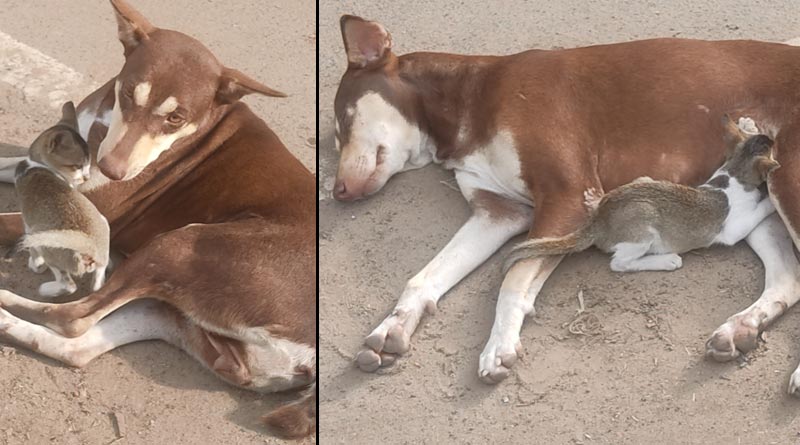 Stray dog takes motherly care of kitten who lost its mother, their activities go viral | Sangbad Pratidin