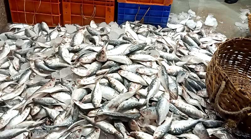 Bangladesh issues legal notice to stop exporting Hilsa to India