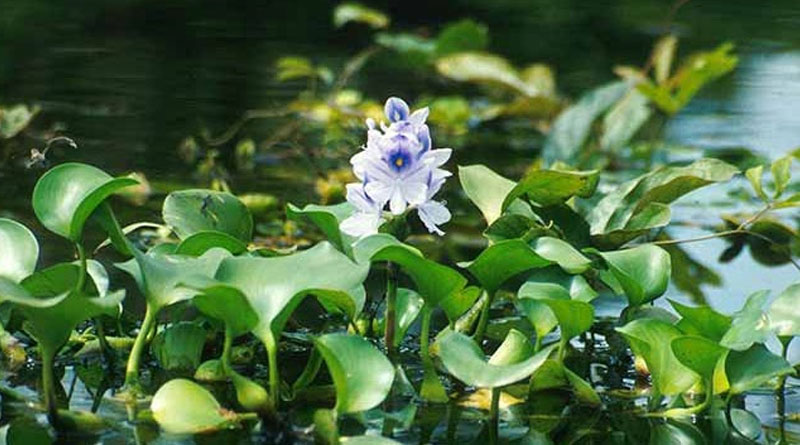 Water hyacinth plants will be used in industry, Kolkata corporation proposes to MSME | Sangbad Pratidin