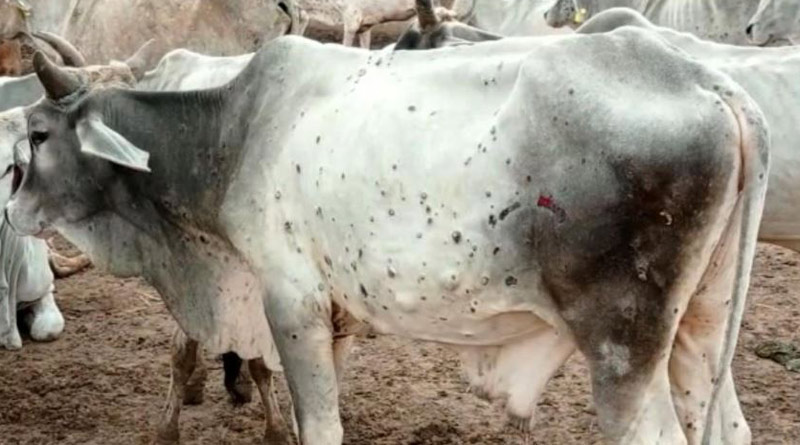 Over 4,200 animals, mainly cows, die of lumpy skin disease in Rajasthan। Sangbad Pratidin