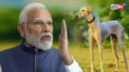 Mudhol Hounds, the 'desi' dog breed PM Modi spoke of, joins SPG squad | Sangbad Pratidin