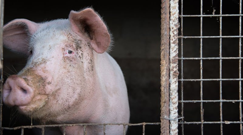 Pig organs partially revived in dead animals at America | Sangbad Pratidin