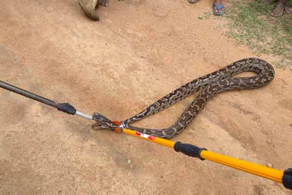 Snake