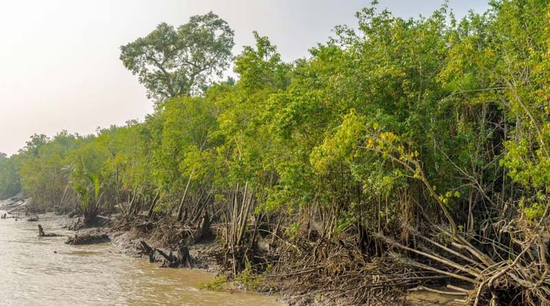 WB Government will use Malaysian grass to protect Mangrove according to the ministers after visiting the dams | Sangbad Pratidin