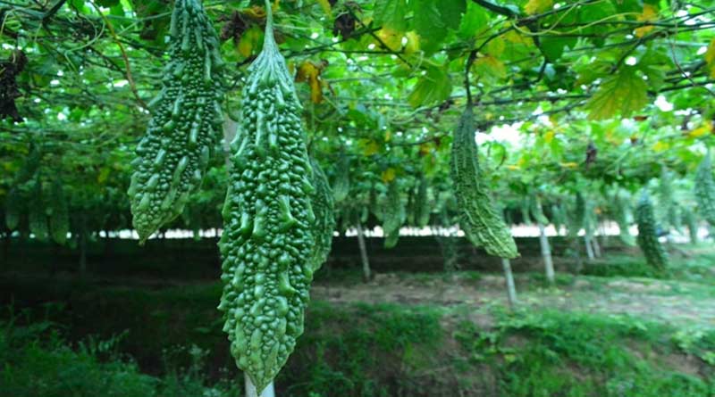 Farmers earn money by cultivating bitter gourd | Sangbad Pratidin
