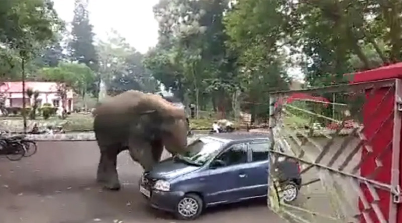 A Wild elephant ‘toys’ with a car in Guwahati of Assam | Sangbad Pratidin