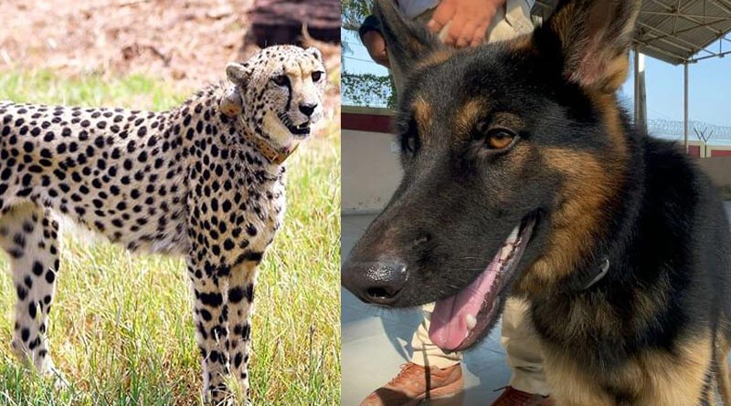 German Shepherd 'Ilu' to protect African Cheetahs from poachers। Sangbad Pratidin