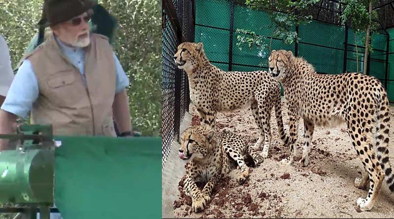 PM Modi releases 8 cheetahs from Namibia in Madhya Pradesh's Kuno national Park | Sangbad Pratidin