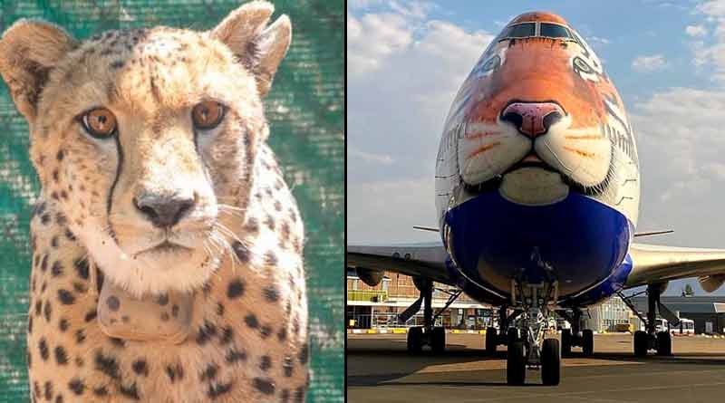 Eight cheetahs will land in India on PM Modi's birthday । Sangbad Pratidin