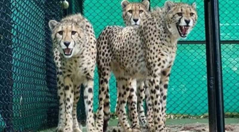 One of Kuno National Park's cheetahs may be pregnant, says Cheetah conservation Fund | Sangbad Pratidin