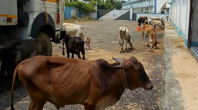 Cattle Smuggling: 53 cows seized while going at night from Mangalkot to Birbhum, 4 arrested | Sangbad Pratidin