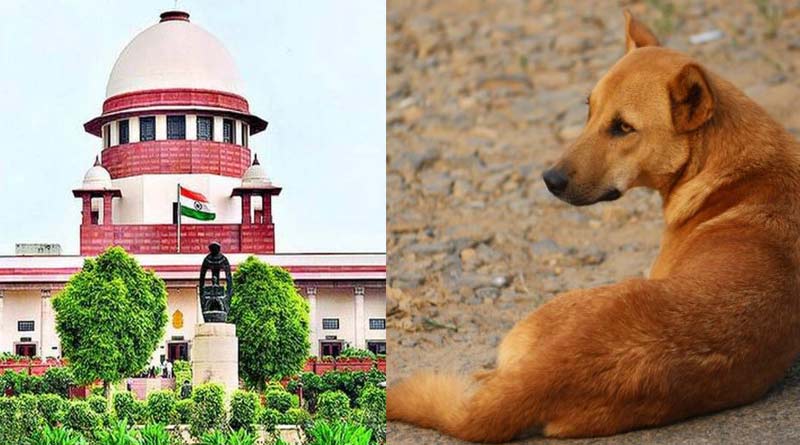 Supreme Court says, If stray dogs attack people, those who feed them could be held liable। Sangbad Pratidin