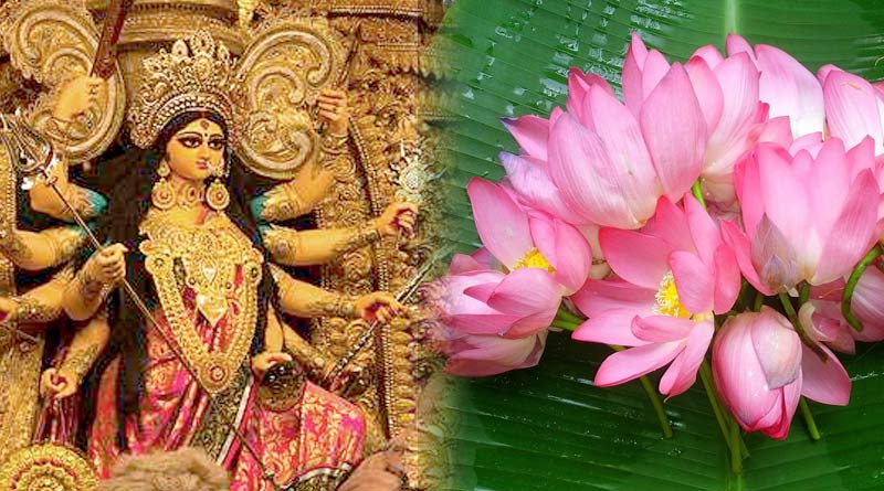 Lotus kept on storage due to rain threat in Kolkata, might cause shortage during Durga Puja 2022 | Sangbad Pratidin