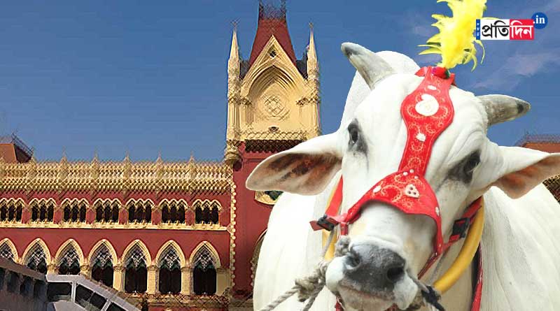 No CID investigation in cattle smuggling case, Calcutta High Court issues interim verdict | Sangbad Pratidin