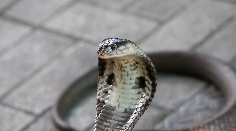 Viral Video of Rajasthan's popular snake catcher dies of cobra bite | Sangbad Pratidin
