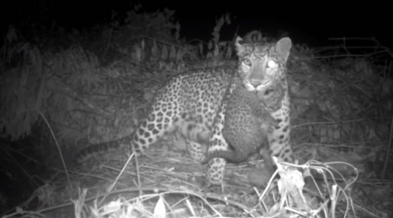 Rescued leopard cub returned to mother at Boxer Tiger Reserve Forest  Mouthshut News