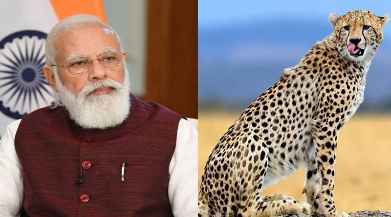 PM Modi likely to introduce 5 African cheetahs in Kuno National Park on his birthday। Sangbad Pratidin