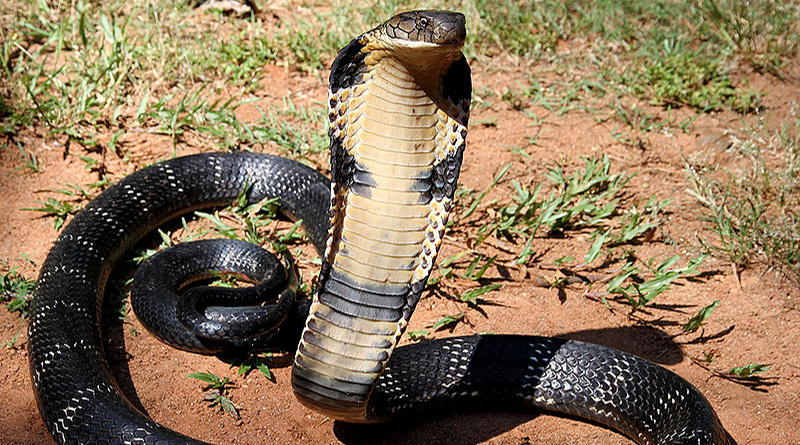 A Odisha Man Hunts A Cobra and Bites It To Death | Sangbad Pratidin