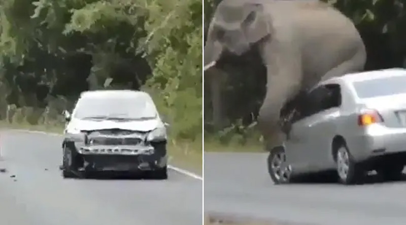 Viral Video of a Elephant which Damages Car | Sangbad Pratidin