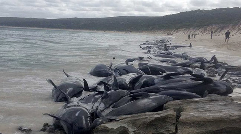 200 Pilot Whales Die After Being Stranded On Australia Sea beach | Sangbad Pratidin