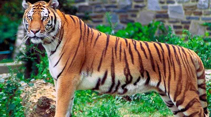 West Bengal to get four more zoo, says forest minister Jyotipriya Mullick