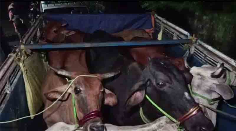 Pickup van carrying cows from Bihar stopped at WB border