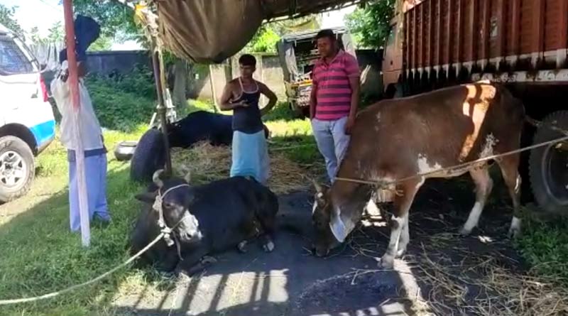 Cattle Smuggling: গাড়ির সিট খুলে ভিতরে ঠাসাঠাসি করে রাখা গরু! বাংলা-ঝাড়খণ্ড সীমান্তে বাজেয়াপ্ত বড় গাড়ি