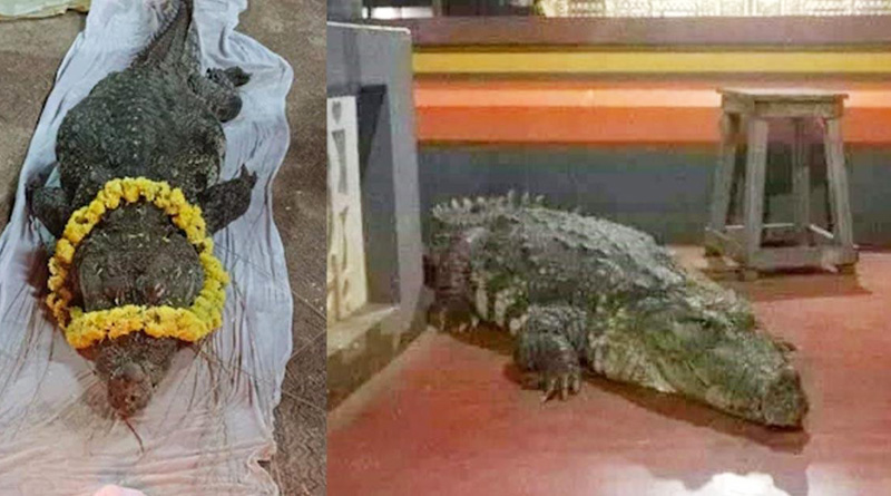 Vegetarian crocodile of Kerala temple pond dies | Sangbad Pratidin