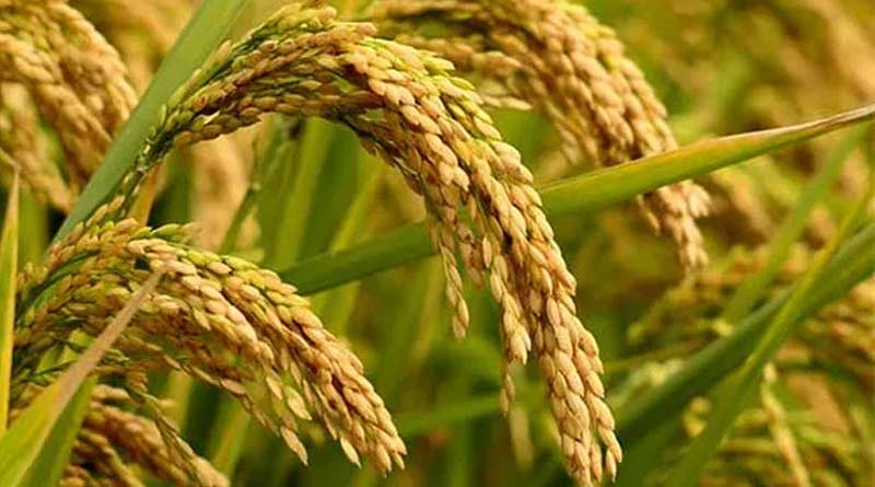 Purba Burdwan administration initiates paddy selling through online portal, farmers are happy | Sangbad Pratidin