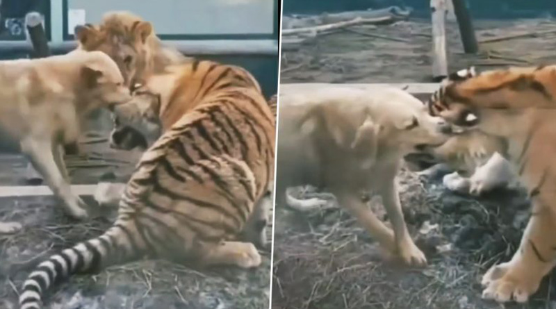 Viral Video of Dog Bites Tiger and Holds the Giant Animal’s Ear by Its Teeth | Sangbad Prtidin