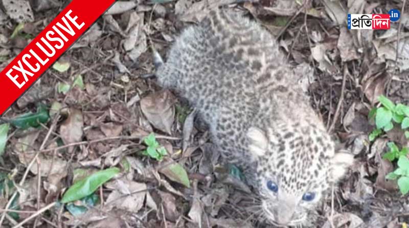 Leopard gave birth to cub in Purulia mountain cave। Sangbad Pratidin