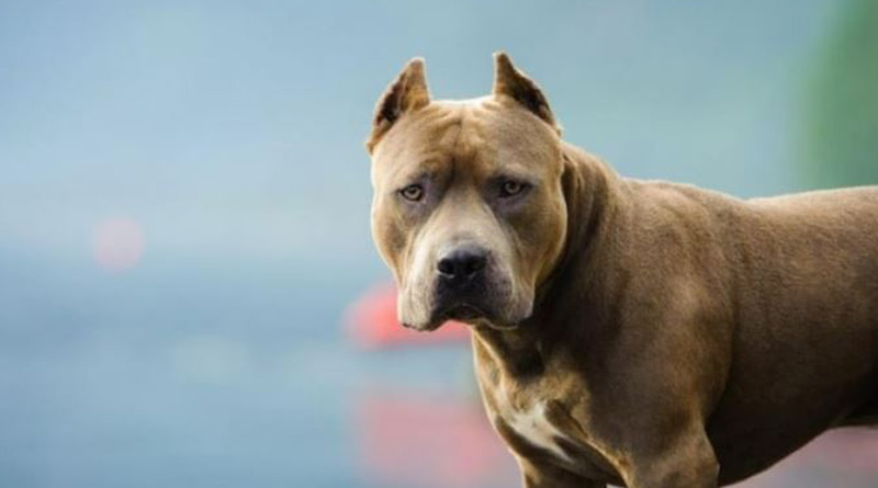 Pitbull, Rottweiler, Dogo Argentino banned in Ghaziabad। Sangbad Pratidin