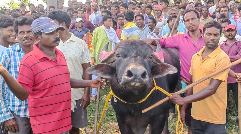 নিষেধাজ্ঞাকে বুড়ো আঙুল দেখিয়ে মোষের লড়াই! পুরুলিয়ায় প্রাণ গেল প্রৌঢ়ের