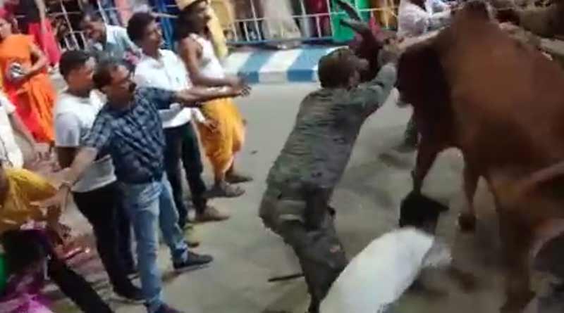 Rampaging cow kills man during Durga Puja carnival at Raiganj । Sangbad Pratidin