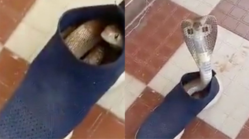 A Giant Cobra Takes Refuge Inside a Shoe in Karnataka | Sangbad Pratidin