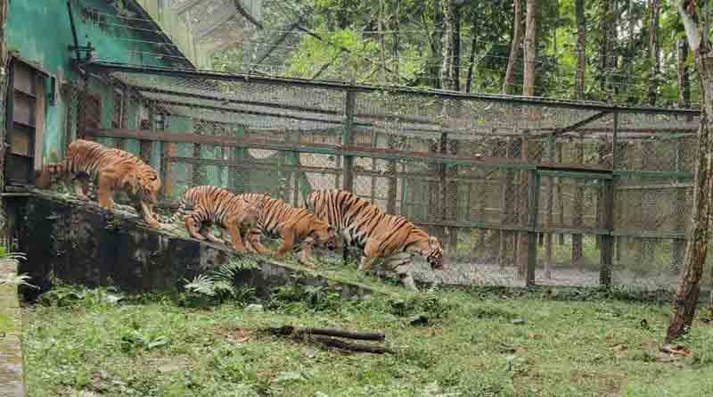 শুধু বন্ধু-পরিবার নয়, এবার আপনার বিশেষ দিনে বন্যপ্রাণীদেরও করাতে পারবেন ভুরিভোজ!