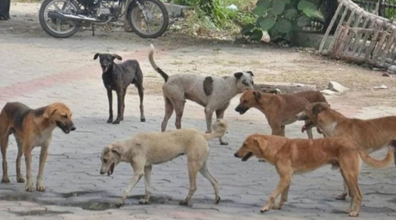 Dogs killed by reckless driving in Bhatar | Sangbad Pratidin
