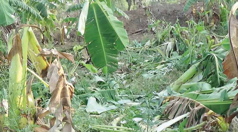 Banana Garden destroyed in Bangladesh over 'enmity' | Sangbad Pratiddin