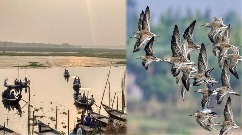 Migratory birds flock Burdwan, see pictures । Sangbad Pratidin