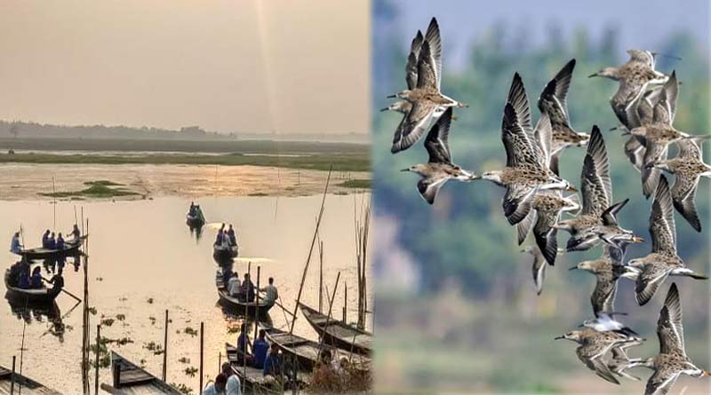 লাল-নীল বিদেশি পরিযায়ী পাখির ভিড়ে চুপি যেন রামধনু, দেখুন ছবি