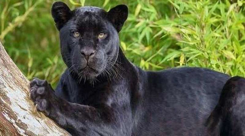Black Panther scare creates panic in Mirik | Sangbad Pratidin