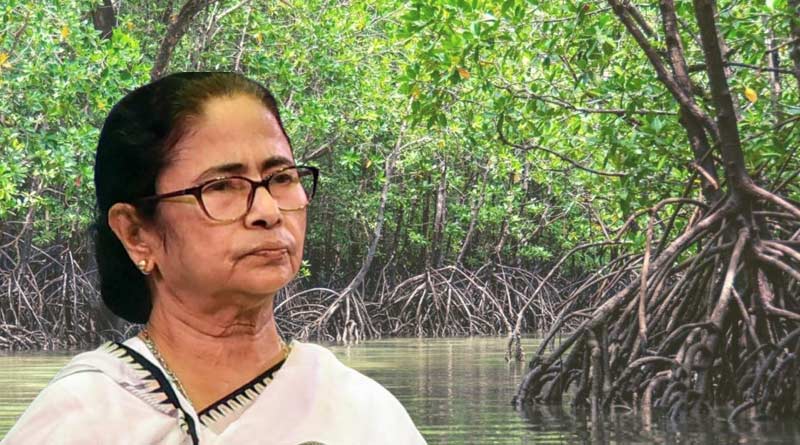 CM Mamata Banerjee's mangrove drive under threat just ahead of her Sunderban visit | Sangbad Pratidin